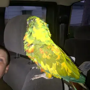 Military Macaws