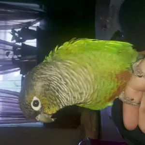 Apollo
