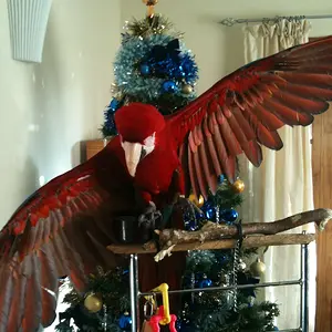 Macaw Blue & Smarty