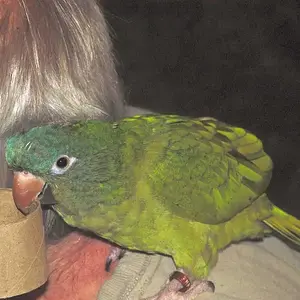 Sweet Pea