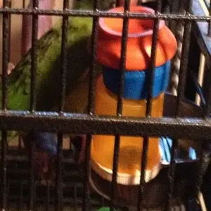 Sweet Pea A Busy Boy