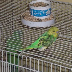 cimg0447.jpg