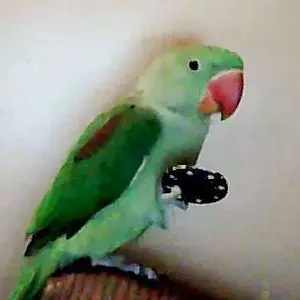 Sir Reginald