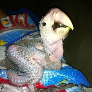 Our Baby Male Greenwing Hatchdate 6/2/12