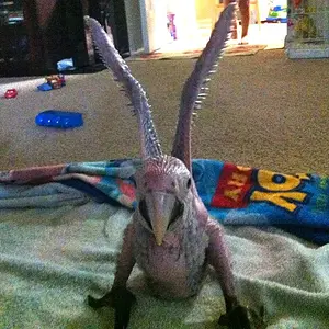 Our Baby Male Greenwing Hatchdate 6/2/12