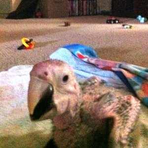 Our Baby Male Greenwing Hatchdate 6/2/12