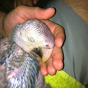 Our Baby Male Greenwing Hatchdate 6/2/12