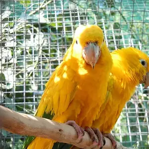 Golden Conures