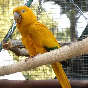 Golden Conures