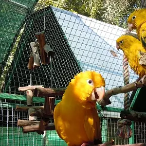 Golden Conures