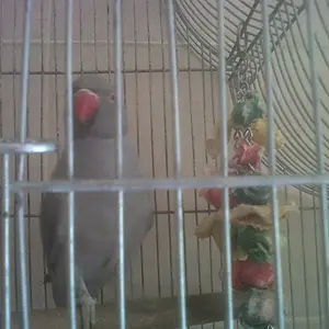 My Newest Baby Boy Buster Grey Irn