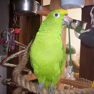 Codie On Her Playstand