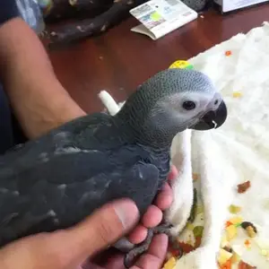 Echo Ragu