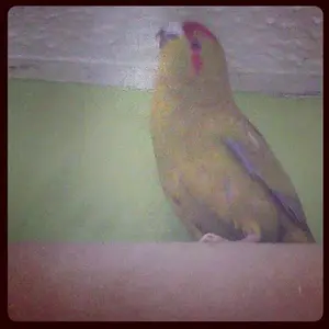 Bossy Boots Picking My Ceiling