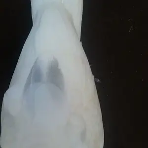 Grey Feathers On Cockatoo