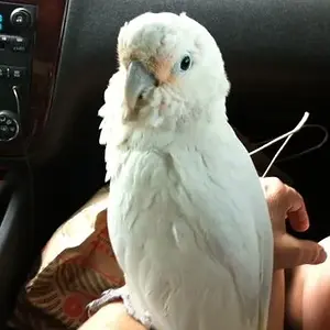 Sunshine At 9 Weeks Old - Coming Home!