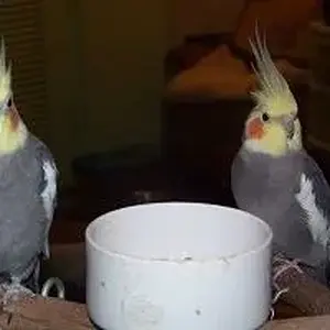 Punkie And Rocky