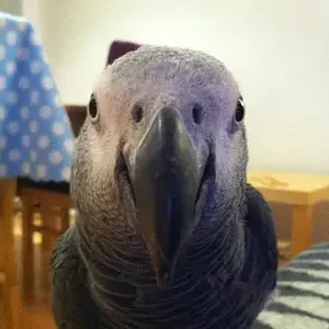 Ben The African Grey