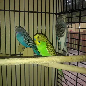 A Few Of My Special Budgies