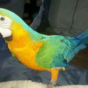 Loopie