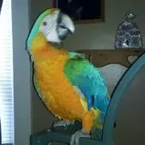Skittles