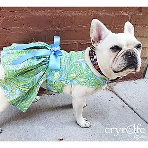 Collette - Our Frenchie