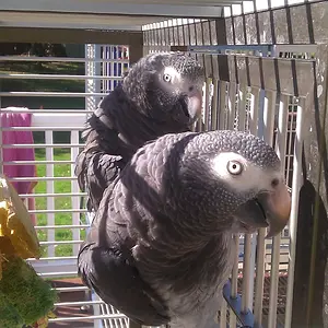 pepperbabies3_6days.jpg