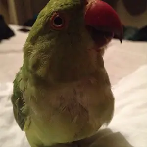 Cookie