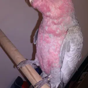 My Lola