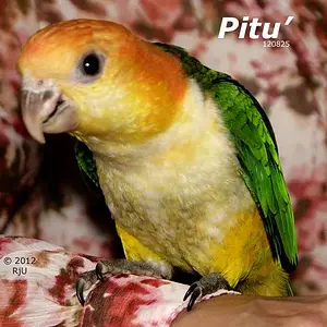 Pitu'