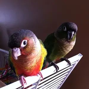 Jewel And Sunshine