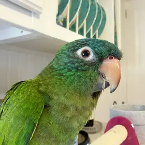 Handsome Little Gilbert