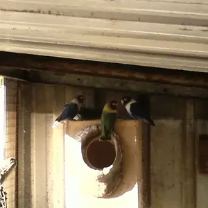 Linda Purple Black Mask Parrots