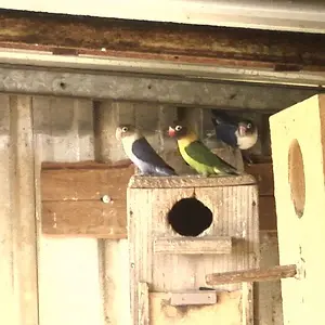 Linda Purple Black Mask Parrots