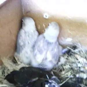 New Black Mask Parrots