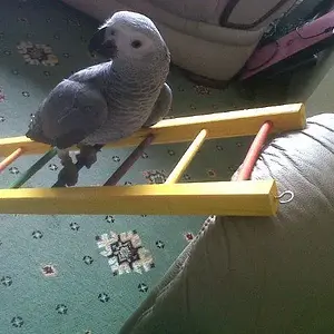 Clever Girl!