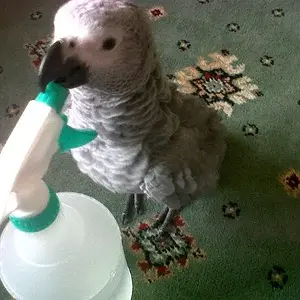 Chewing Again