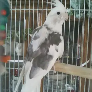 Sweetness - Pearl Pied Cockatiel
