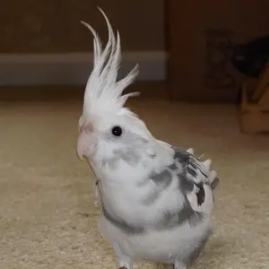 Tango