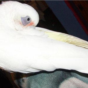 Griffin My Bare Eyed Cockatoo