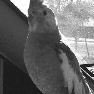 Juliette