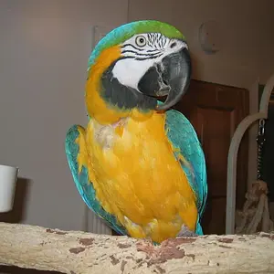 This Is Puglsey