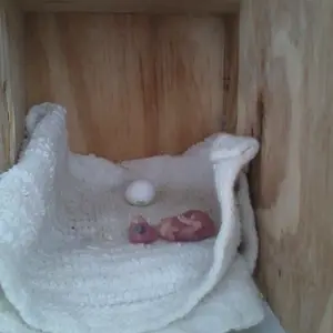 Cabinet Baby And Egg