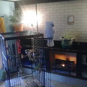 Coco