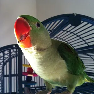 Ozzie