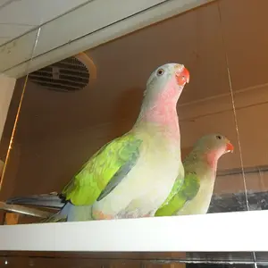 Petrie.