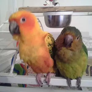My Little Buddies