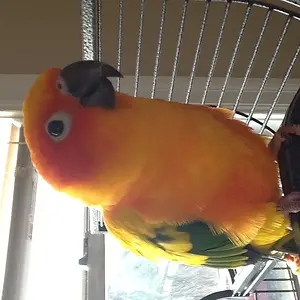 Zeus