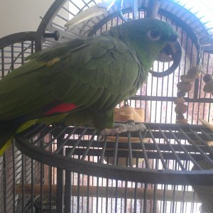 Kitty, My New Blue Fronted Amazon