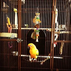 Living Like A King!